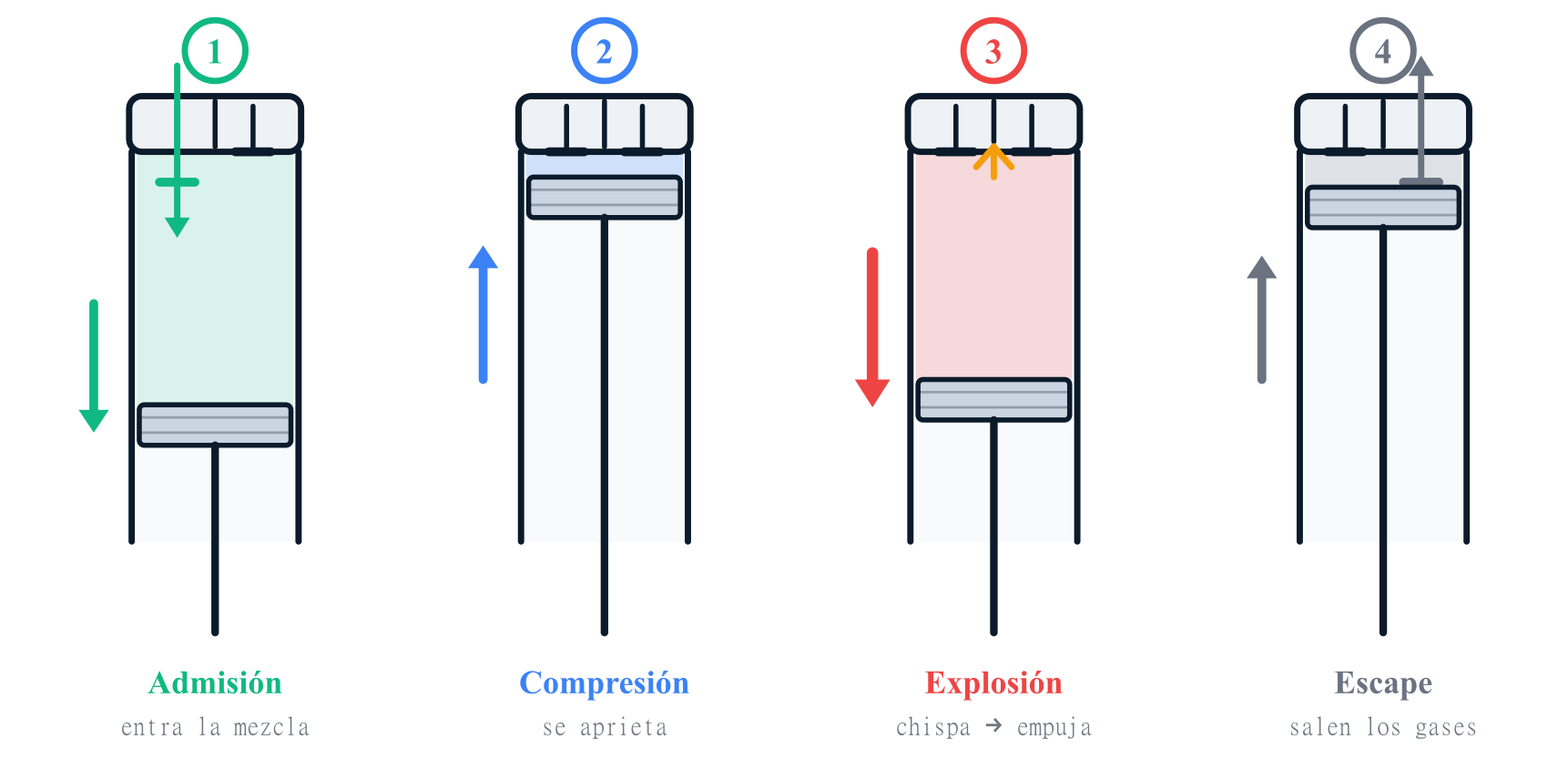 Los cuatro tiempos del motor: admisión (entra la mezcla), compresión (se aprieta), explosión (la chispa empuja el pistón) y escape (salen los gases), con el pistón y las válvulas en cada fase